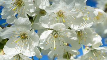 Pear flowers close-up