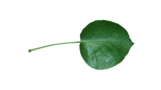 Pear single leaf