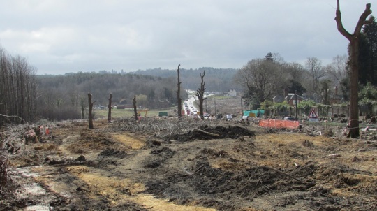 6 bare trunks remain after most of a wood has been felled alongside a busy road