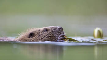 Beaver at the surface of water