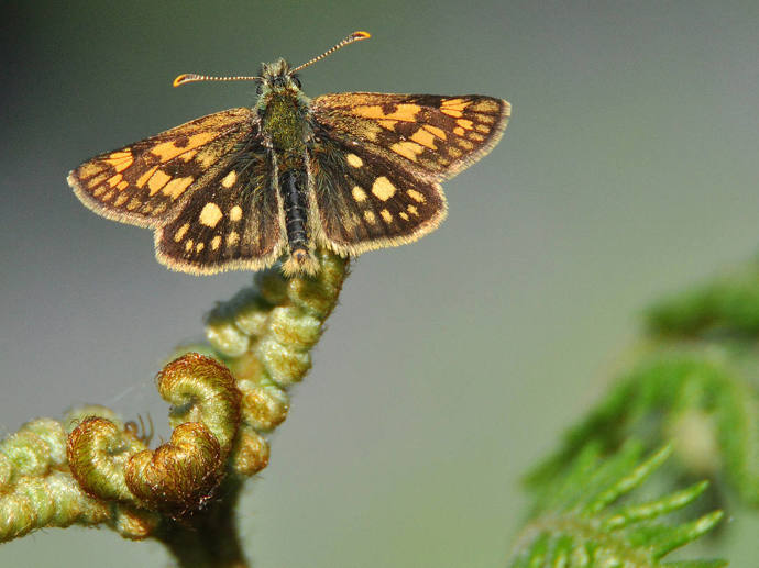 Umbraco.Cms.Infrastructure.PublishedCache.Property