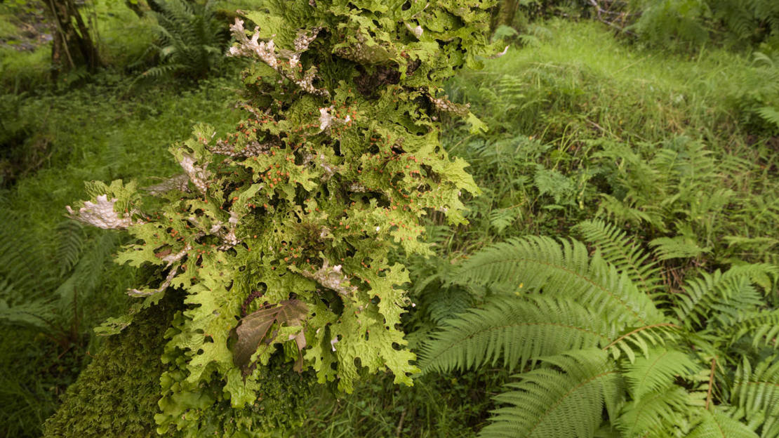 Lungwort on a branch among vegetation at Crinan Wood