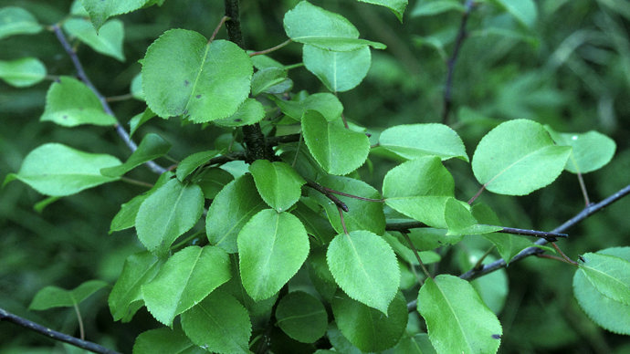 Plymouth pear leaves