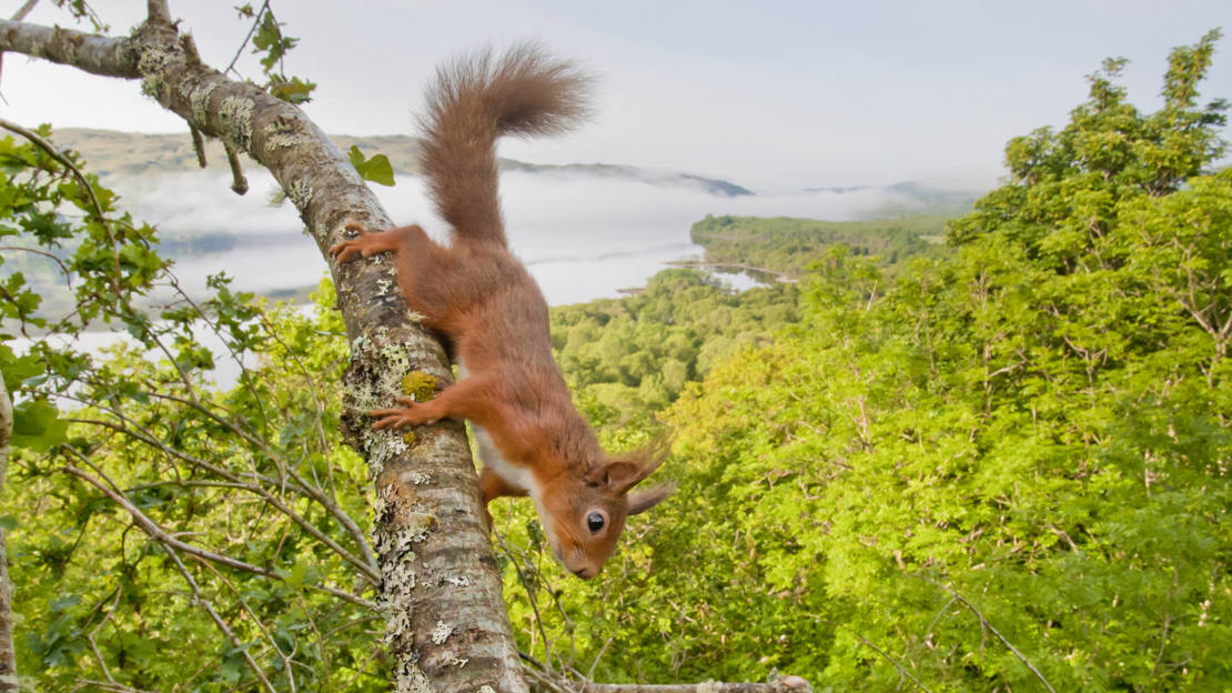 Red squirrel on a branch against a backdrop of Loch Awe