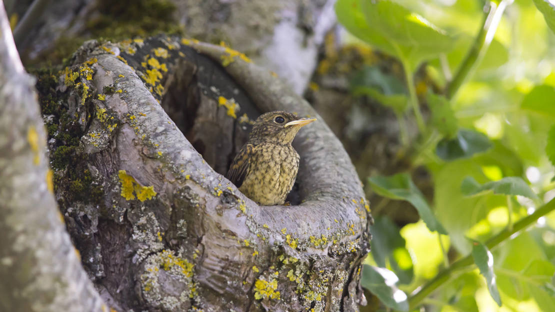 Juvenile redstart emerging from its nest hole in a tree