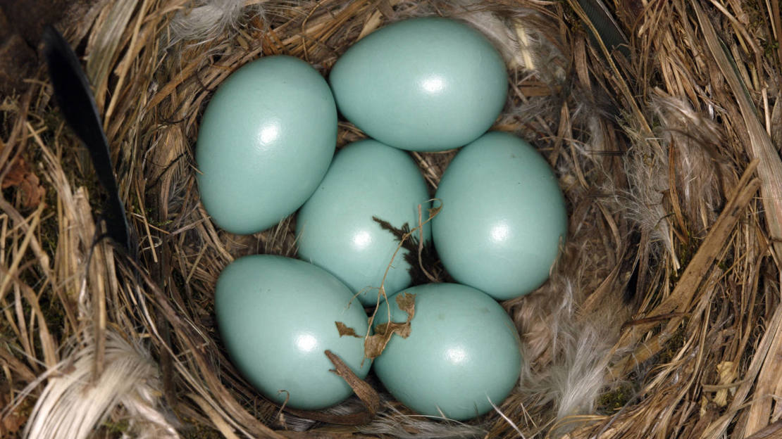 Redstart nest containing six pale blue eggs