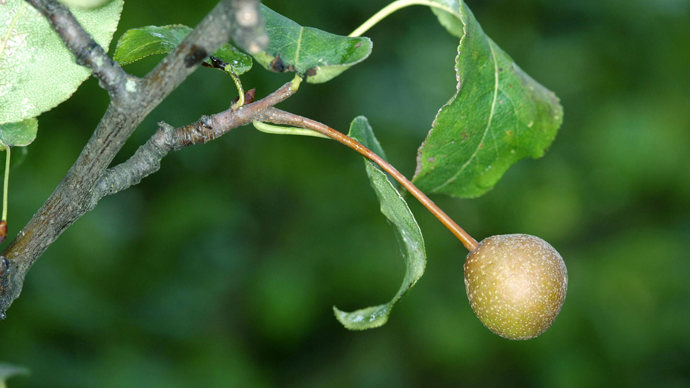 Plymouth pear fruit growing on tree
