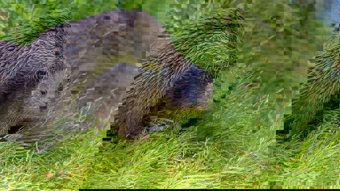 A mother otter grooming a young cub on a grassy riverbank