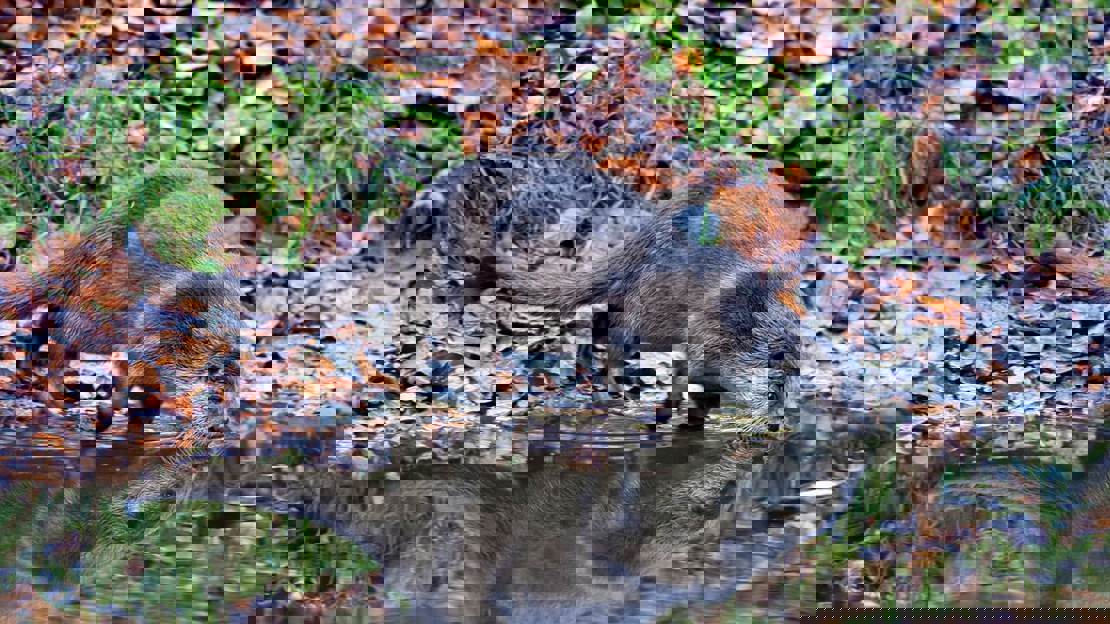 Otter drinking from water on a riverbank covered in autumn leaves