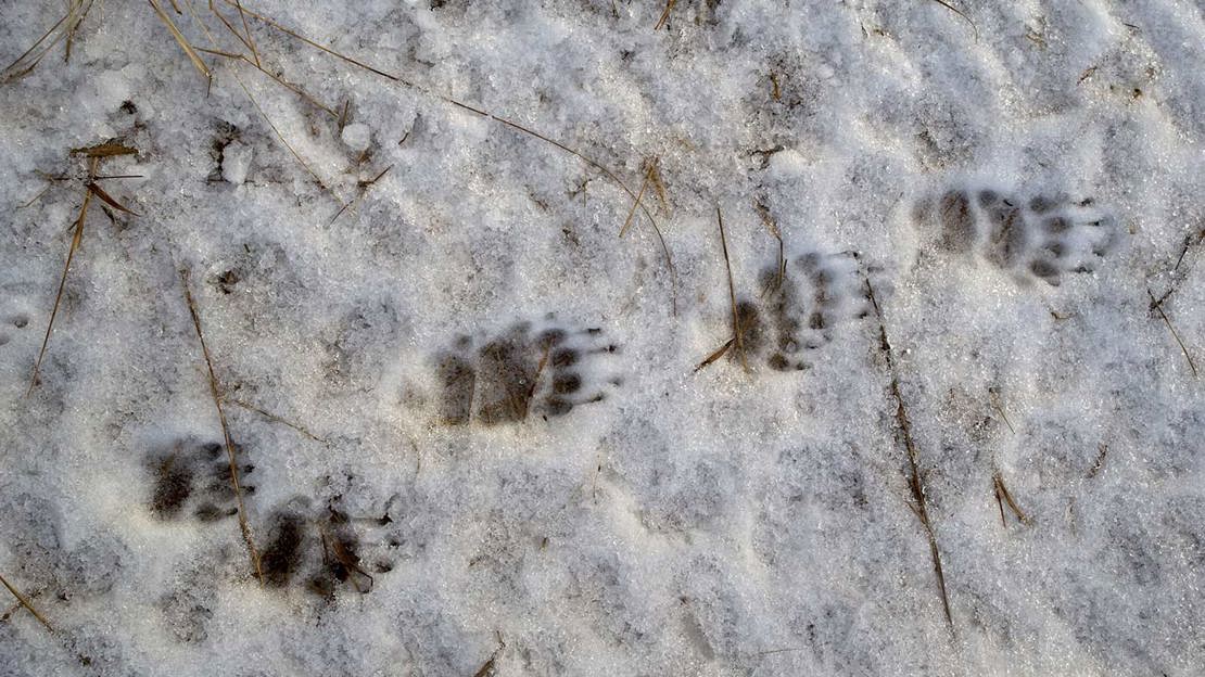 Animal Tracks In Snow Identify Animal Prints Woodland Trust Animal Tracks In Snow Identify Animal Prints Woodland Trust