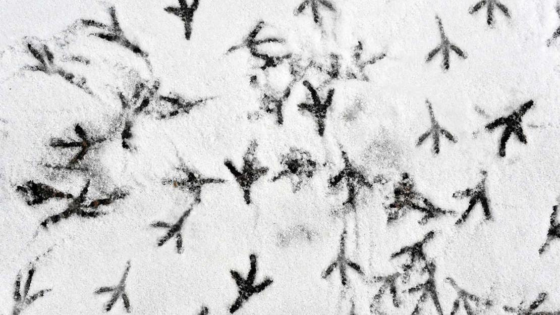 Close up of bird prints in snow