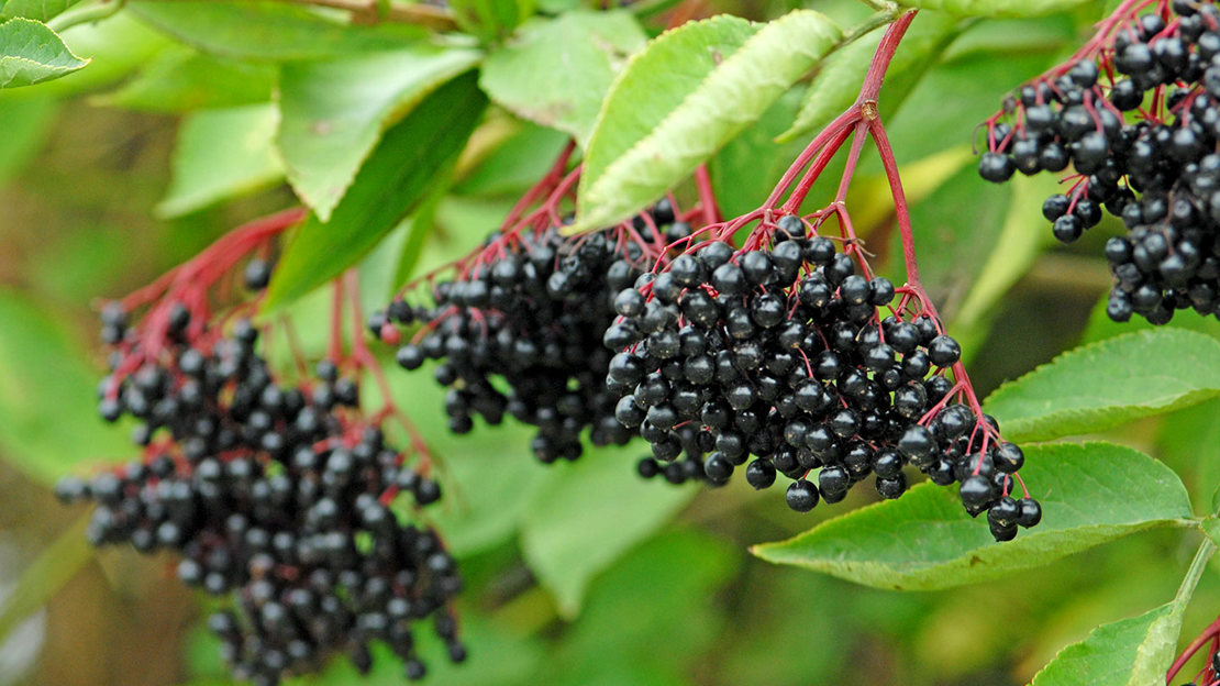 Close up of clusters of dark elderberries