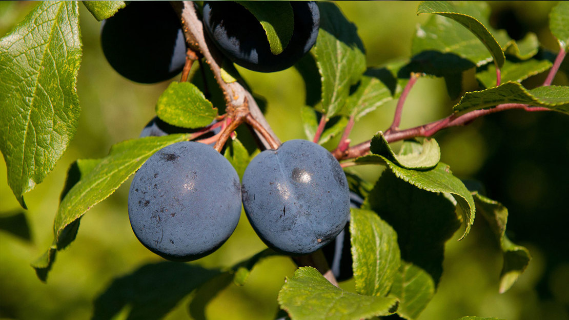 Close up of damson fruit