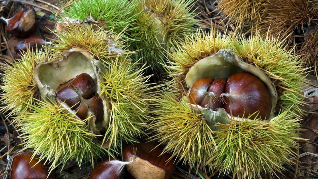 Close up of sweet chestnuts in open cases