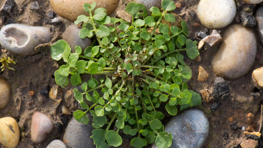 Top view of hairy bittercress leaves