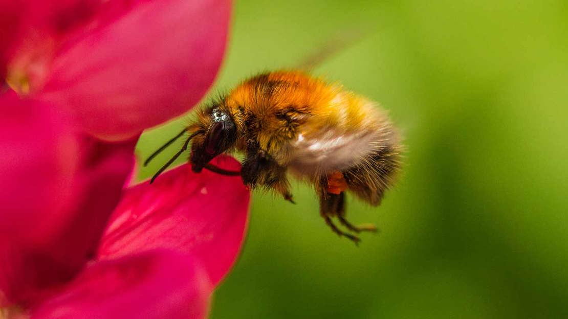 Close up of common carder bee at pink flower