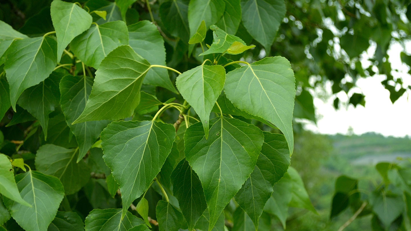 Poplar Tree Leaves