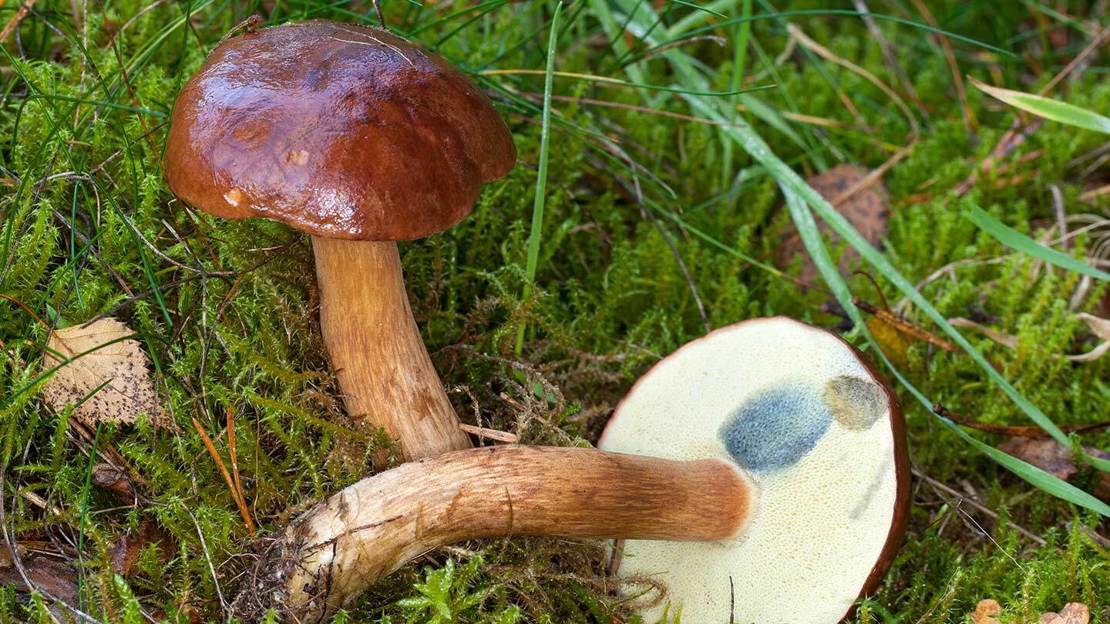 Brown Bay Bolete mushrooms