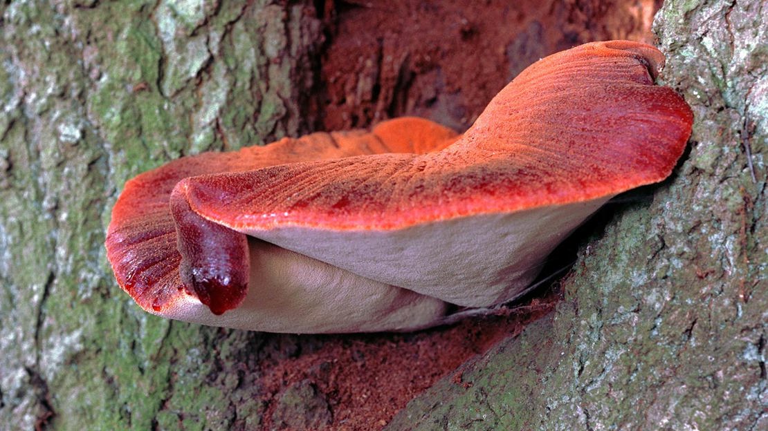 Red Beef steak fungus growing on tree trunk