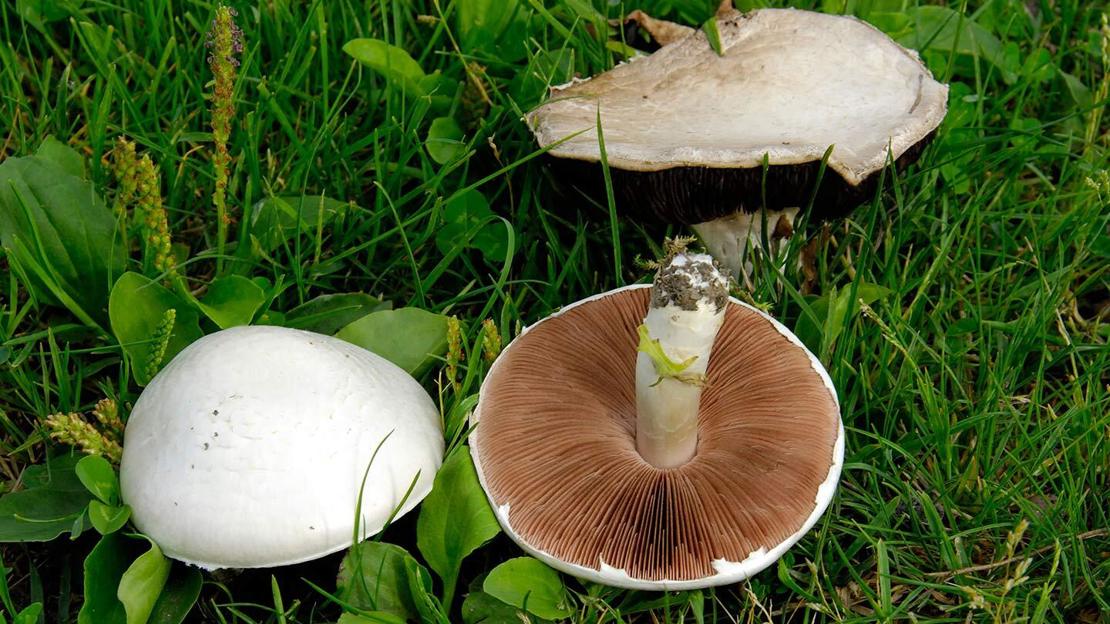 Field mushroom with brown gills