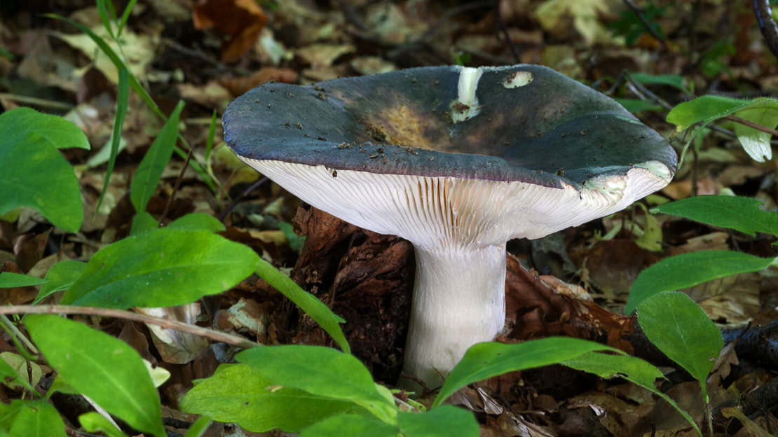 Charcoal burner fungi, dark grey top white underneath