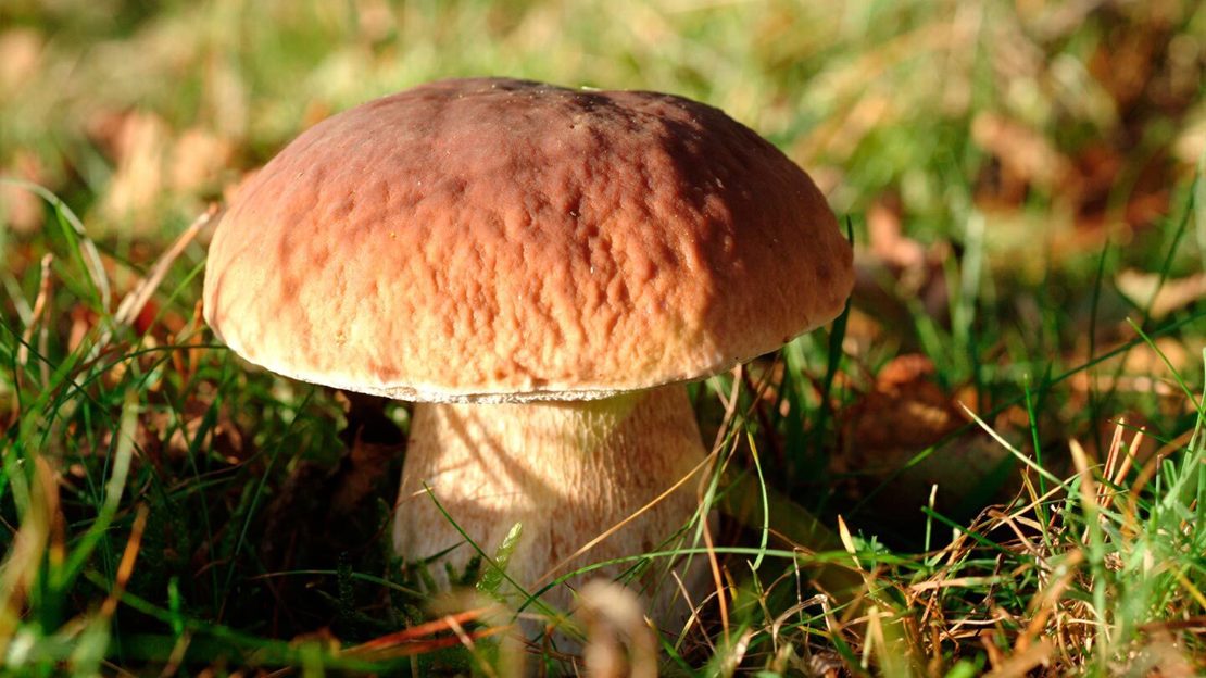 Penny Bun Cep Boletus