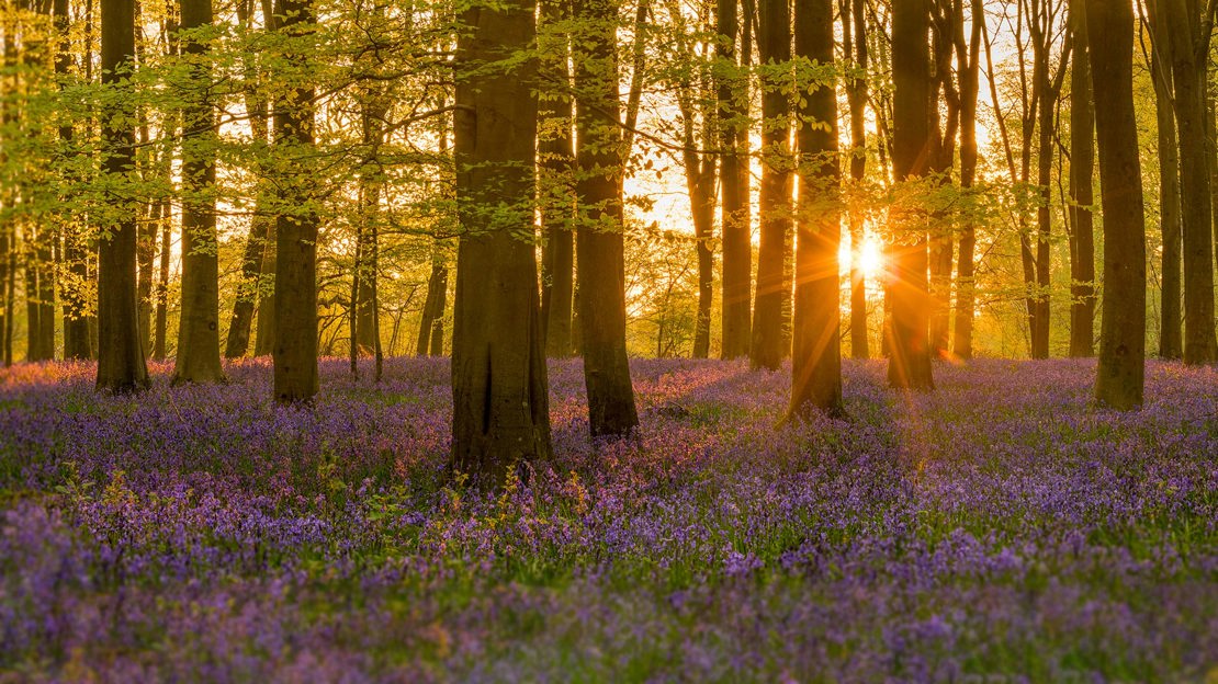 Sunsets over a carpet of bluebells at Micheldever Wood