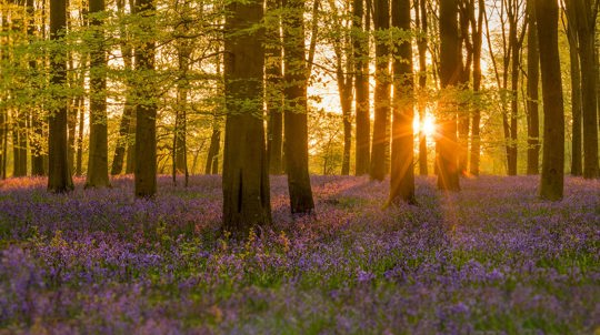 Sunsets over a carpet of bluebells at Micheldever Wood