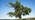 Black poplar tree overview against blue sky
