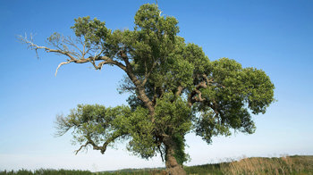 Black poplar tree overview against blue sky