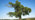 Black poplar tree overview against blue sky