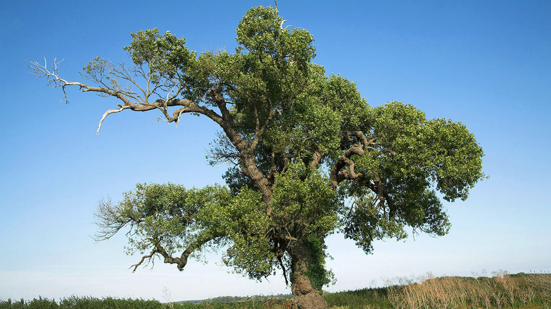 Black poplar tree overview against blue sky