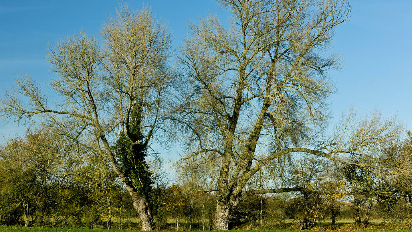 Black Poplar (Populus nigra) British Trees Woodland Trust