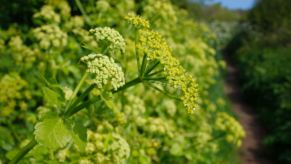 Alexanders Smyrnium Olusatrum