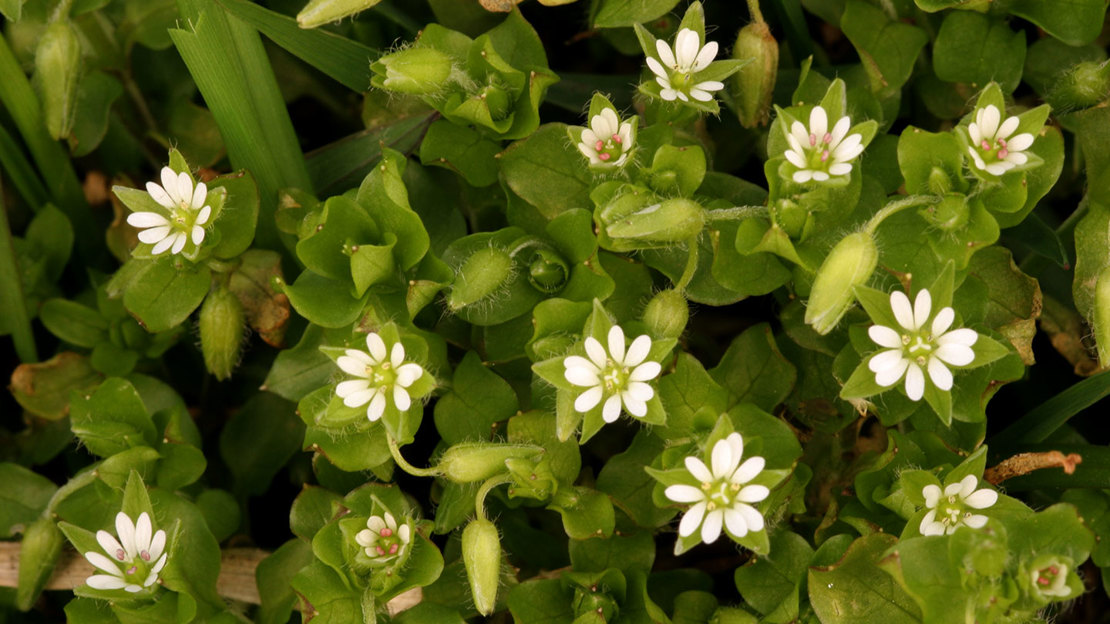 Chickweed (Stellaria Media)