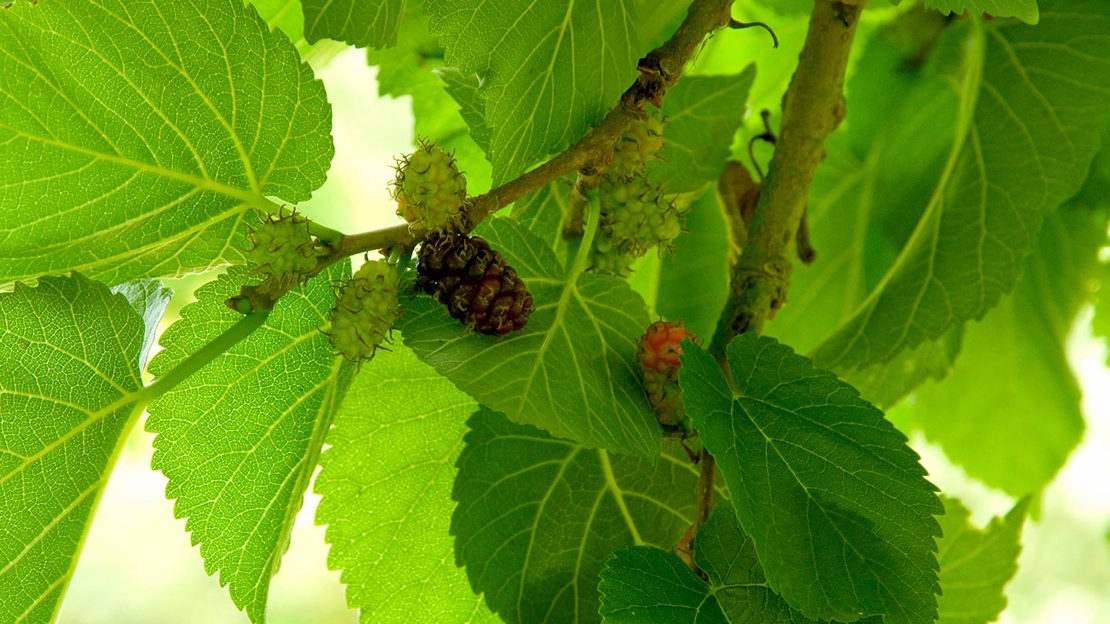 Close up of mulberry fruit ripening against green leaves