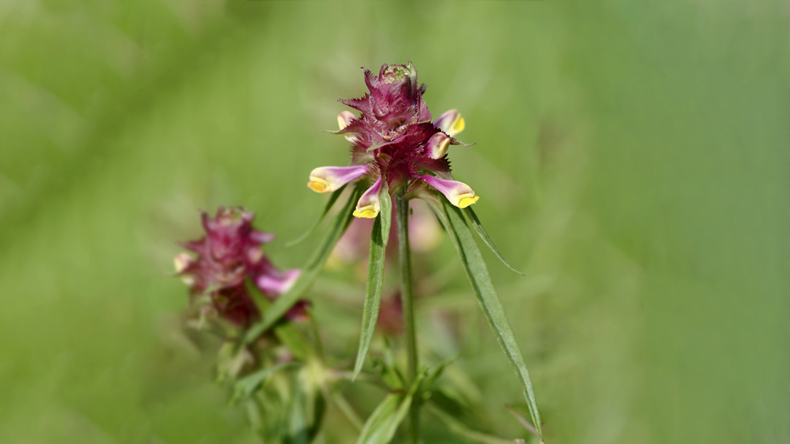 Close up of Crested Cow Wheat flowers