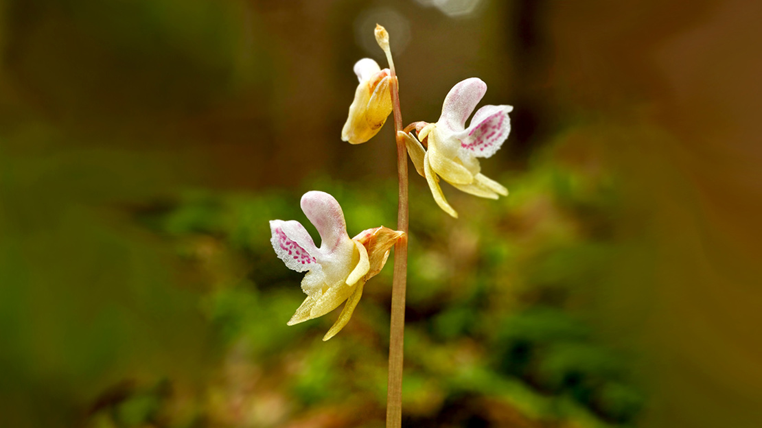 Close up of Ghost Orchid flowers