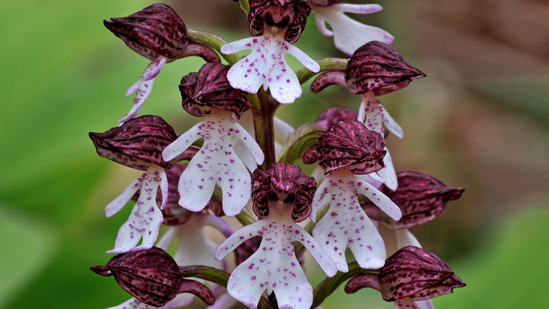 Close up of lady orchid flowers