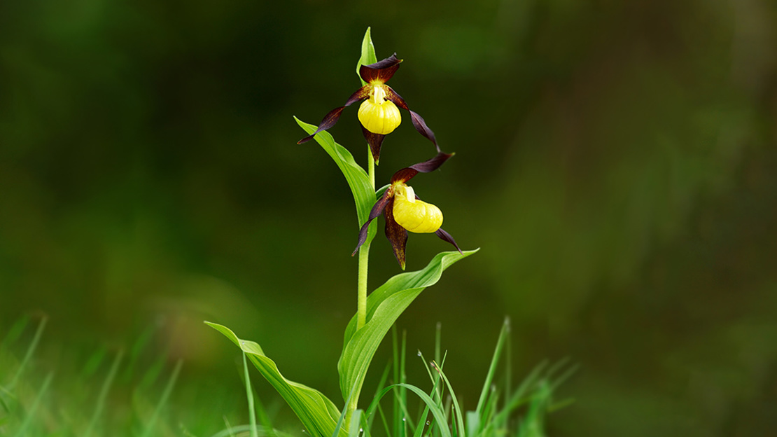 Purple and yellow Lady's Slipper Orchid flowers