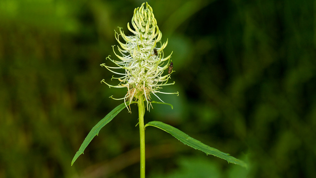 Close up of spiked rampion