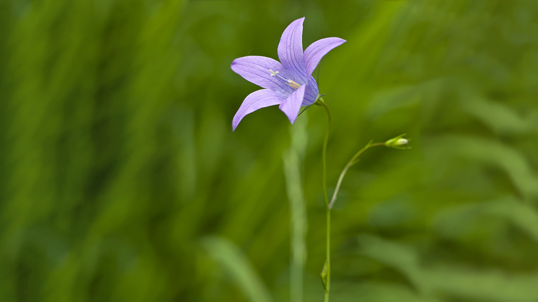 Close up of purple spreading bellflower