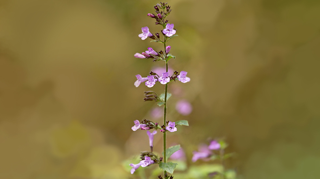 Close up of pink wood calamint flowers