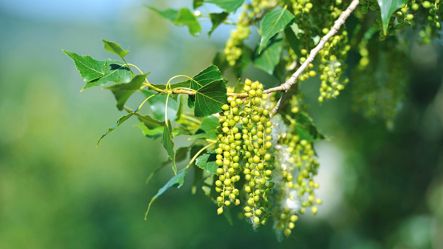 Black Poplar (Populus nigra) British Trees Woodland Trust