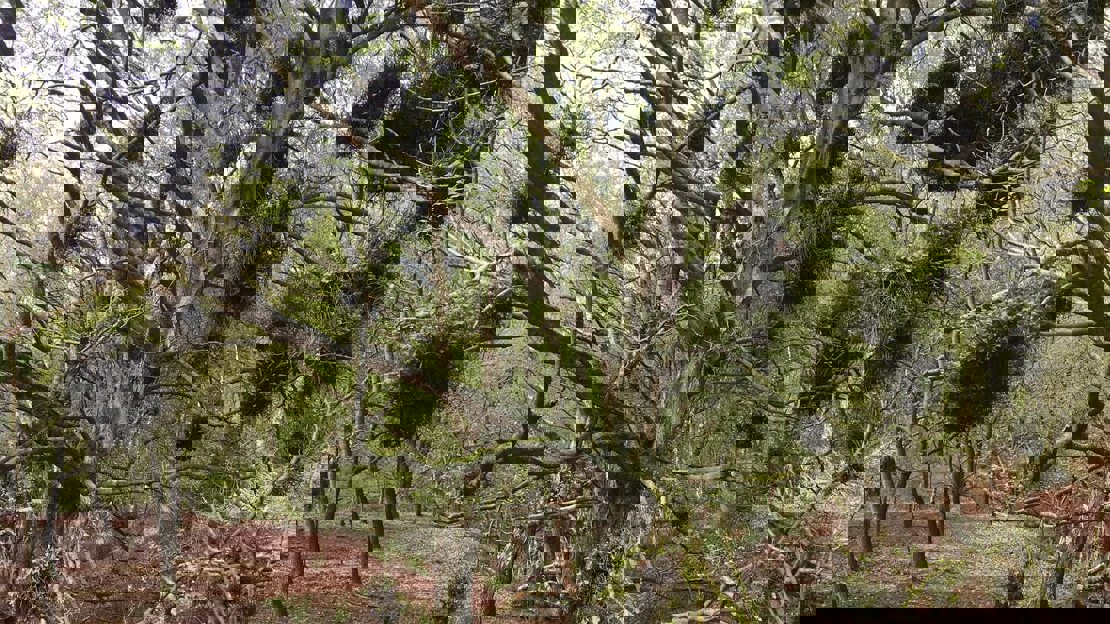 A leafless tree with several balls of witches broom among the branches