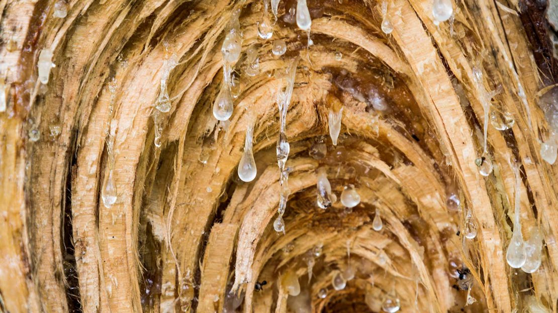 Close up of sap dripping from a cut tree