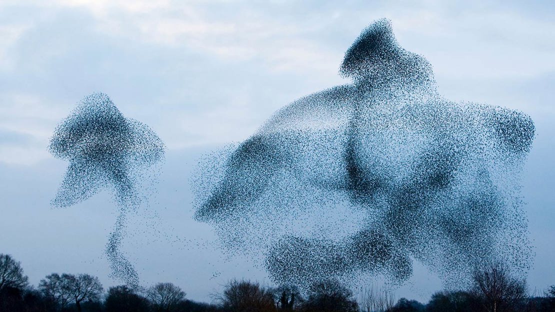 Distant view of lots of starlings creating shapes in the darkening sky