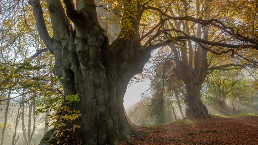 Umbraco.Cms.Infrastructure.PublishedCache.Property