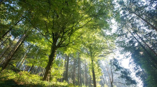 Cadora Woods, a mix or broadleaf woodland and conifers.