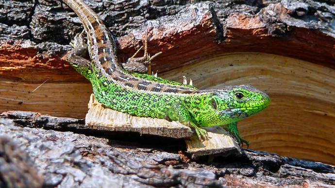 Close up of a bright green lizard with brown stripe down its back resting on wood